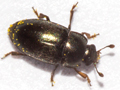 Meligethes aeneus